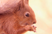 red squirrels on the isle of wight - Picture courtesy of Wightphotobreaks.co.uk