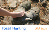 Fossil Hunting on the Isle of Wight